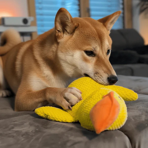 Canard anti-stress