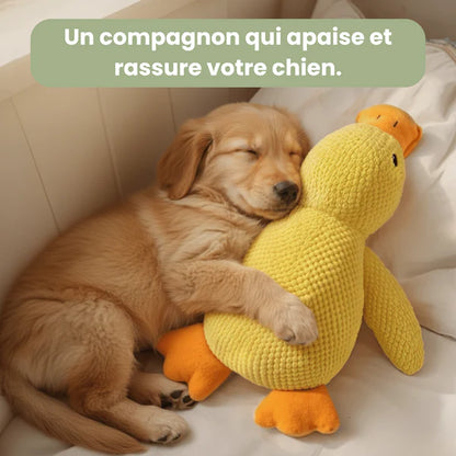 Canard anti-stress