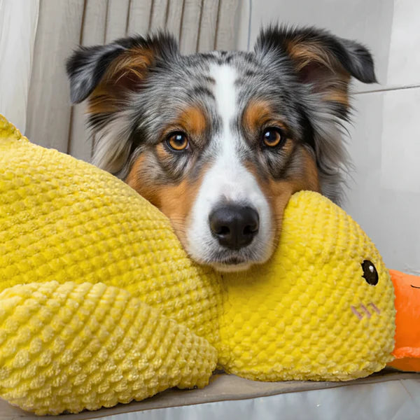 Canard anti-stress