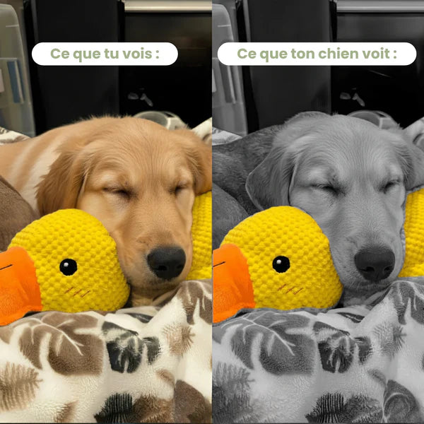 Canard anti-stress