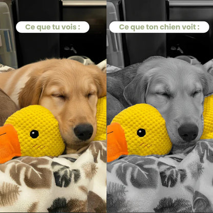 Canard anti-stress